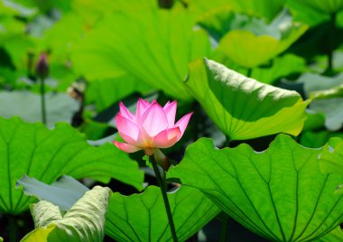 pembe lotus