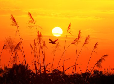 Bulrushes against sunlight over sky background in sunset with a flighting bird clipart