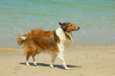 Collie köpek sahilde