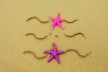 Deniz çerçeve ile starfishes