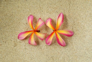 Pink Plumeria Flowers clipart