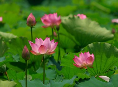 pembe lotus