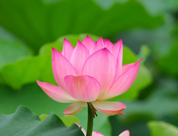 Rosa lotus — Stockfoto