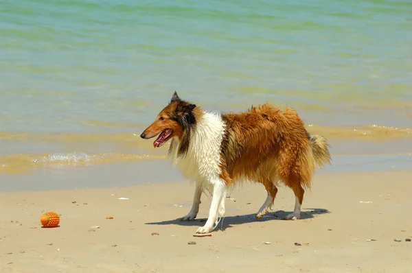 Колли собака на пляже — стоковое фото