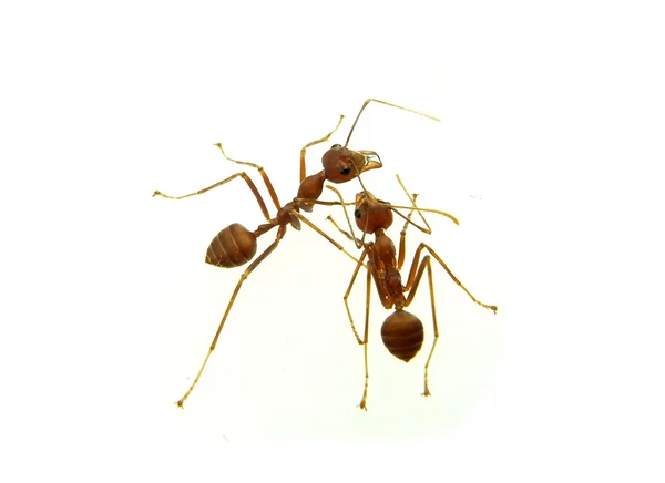 Ant — стокове фото