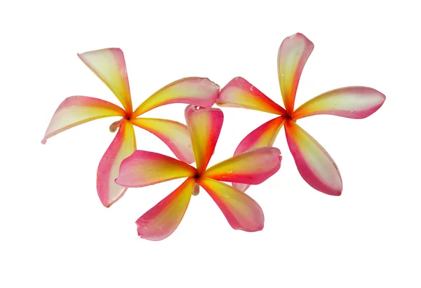 Франгіпані або сливова тропічна квітка з рідкими бульбашками — стокове фото
