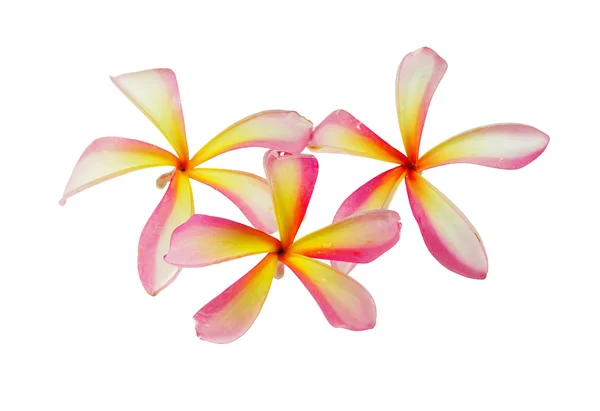 Франгіпані або сливова тропічна квітка з рідкими бульбашками — стокове фото