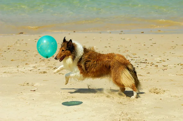 Collie perro en la playa — Foto de Stock