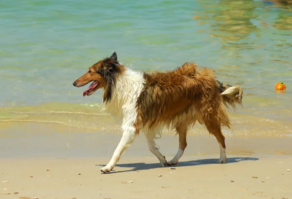 Коллі собака на пляжі — стокове фото