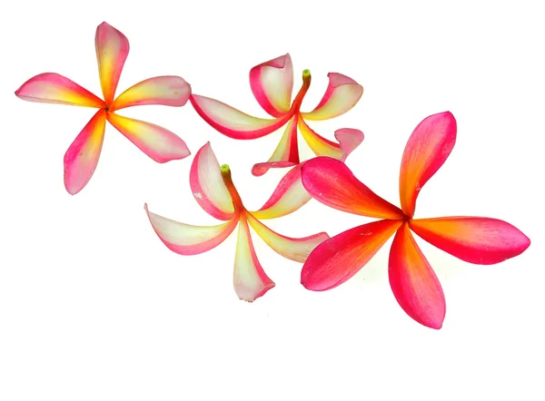 핑크 plumeria 꽃 — 스톡 사진
