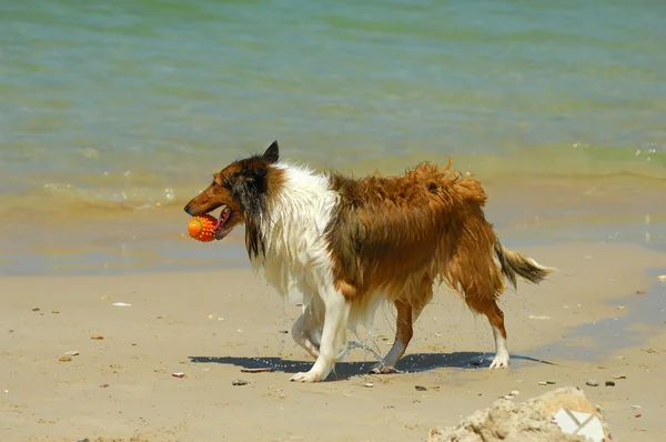 Collie köpek sahilde — Stok fotoğraf