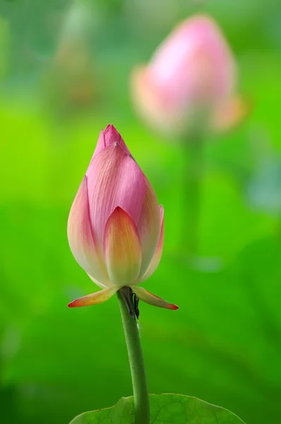 Lotus floare — Fotografie, imagine de stoc
