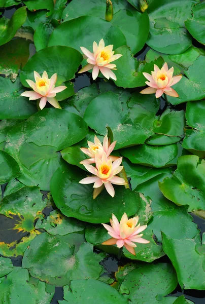 Lotus çiçeği.