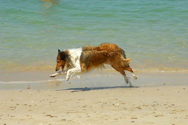 Collie köpek sahilde — Stok fotoğraf
