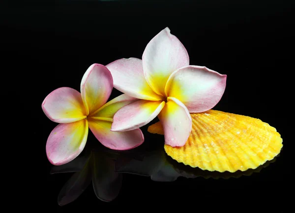 Frangipani or plumeria tropical flower with liquid bubbles — Stock Photo, Image