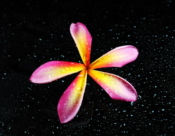 液体の泡とプルメリアやプルメリアの熱帯の花 — ストック写真