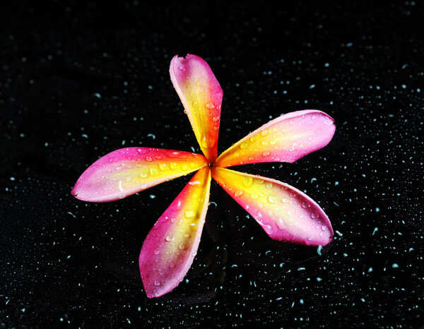 Frangipani or plumeria tropical flower with liquid bubbles