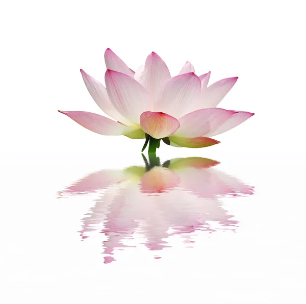 Smuk lotus - Stock-foto