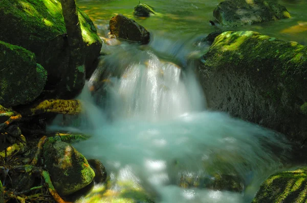 緑の森と川 — ストック写真