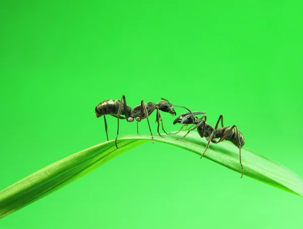 Ants on a green grass — Stock Photo, Image