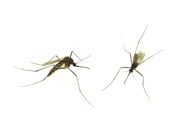 Mosquito único - macro de insecto sobre fondo blanco — Foto de Stock