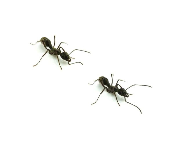 Ant — Stock Photo, Image