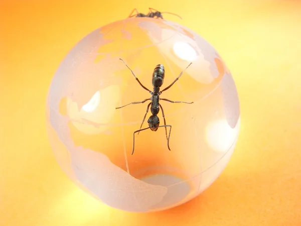 Ant with abstract globe internet background — Stock Photo, Image