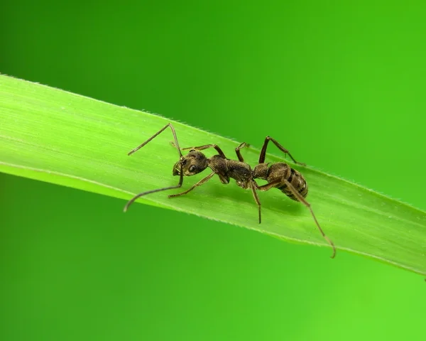Ett skott av fem myror på vit bakgrund — Stockfoto