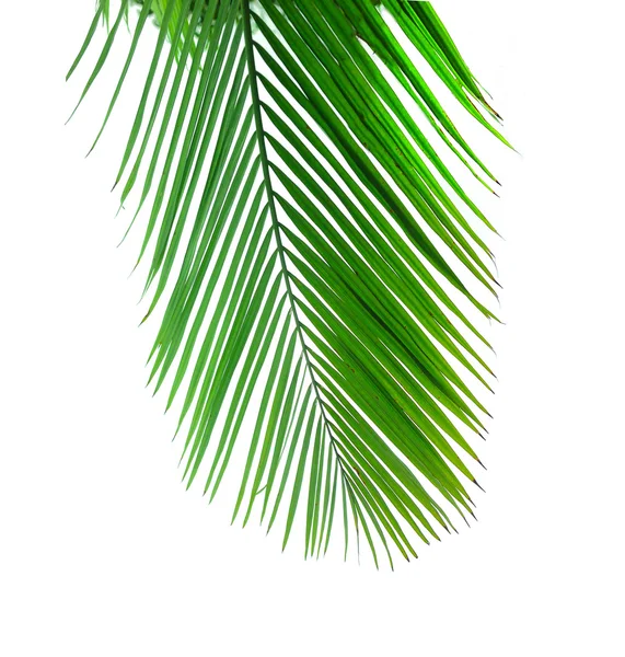 Zelené Palmový list — Stock fotografie