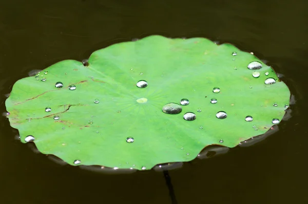 Enorm lotus, stor vannlilje fra Amazonas, Victoria amazonia – stockfoto