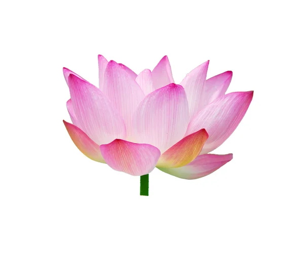 Güzel, lotus izole — Stok fotoğraf