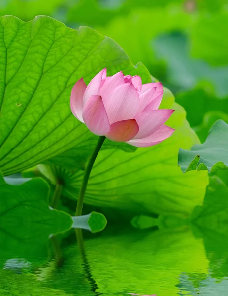 Rosa lotus – stockfoto