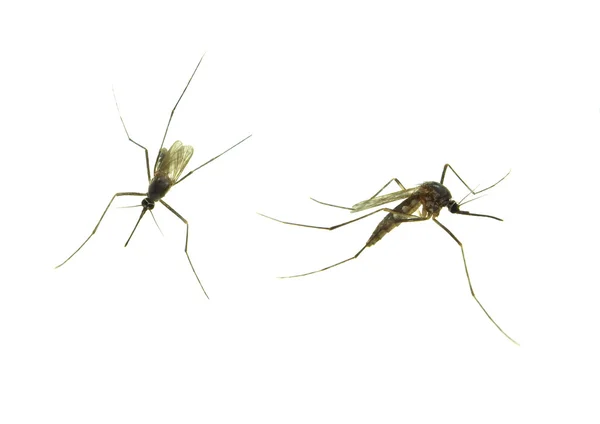 白で隔離される ant — ストック写真