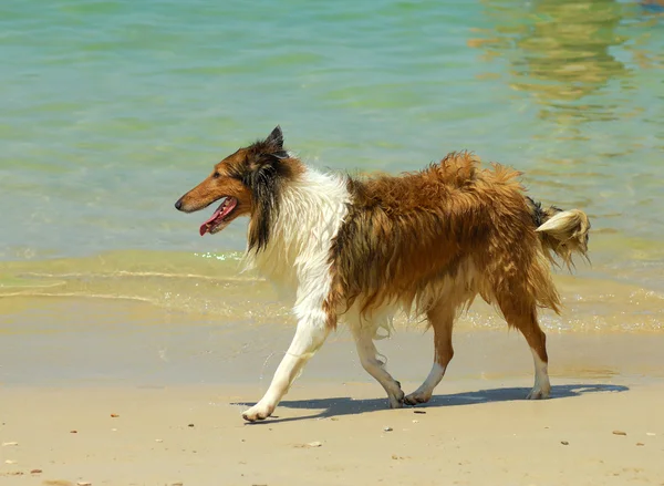 ビーチにコリー犬 — ストック写真
