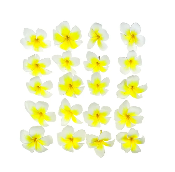 Франгіпані тропічні квіти на білому тлі — стокове фото