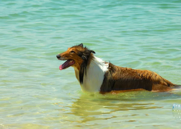 Collie kutya a strandon — Stock Fotó
