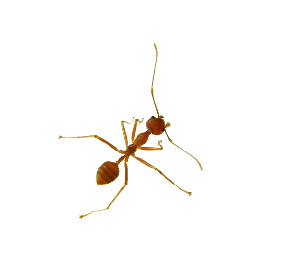 Ένα στιγμιότυπο από πέντε μυρμήγκια σε άσπρο φόντο — Φωτογραφία Αρχείου