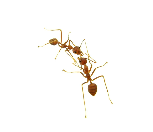 Bir kadeh beyaz zemin üzerine beş karıncalar — Stok fotoğraf