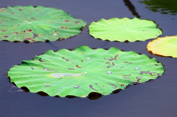 Enorme zwevende lotus, reus amazon water lily, victoria amazonia — Stockfoto