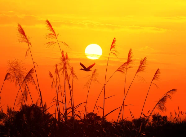 BulRushes contra la luz del sol sobre el fondo del cielo en la puesta del sol con un pájaro de vuelo — Foto de Stock