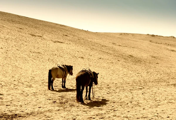 Cavalo no deserto — Fotografia de Stock