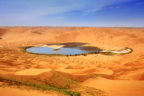 Суха рослина в пустельному озері — стокове фото
