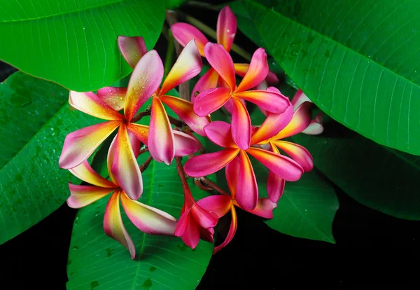 Keře nebo plumeria tropický květ — Stock fotografie