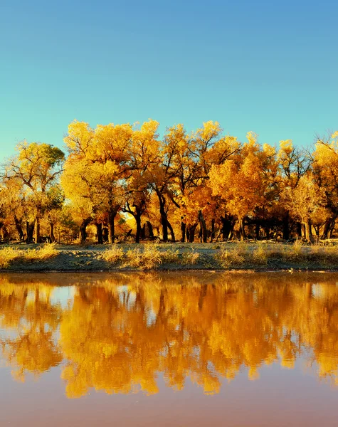 朝の公園の秋の風景 — ストック写真