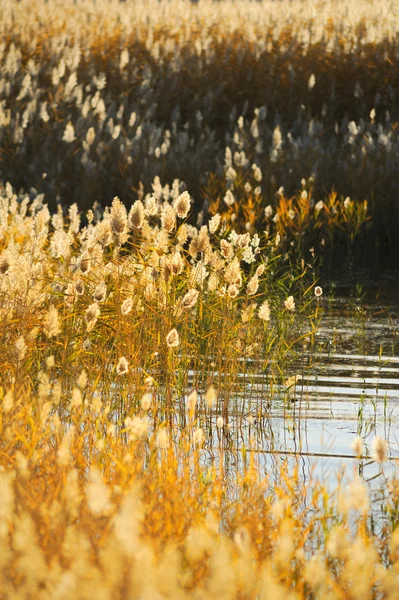 Reed stalks in the swamp against sunlight. — Stock Photo, Image