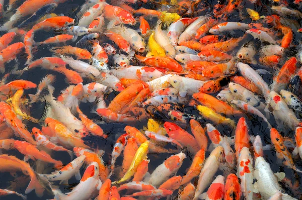 Золотые рыбы — стоковое фото