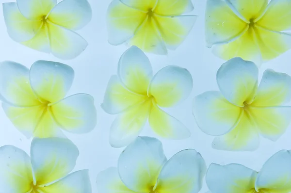 Frangipani flores tropicais sobre fundo branco — Fotografia de Stock