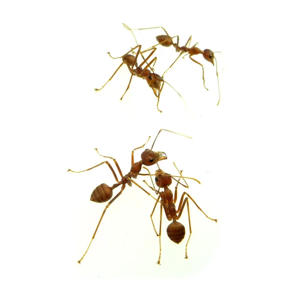Mravenec izolovaných na bílém — Stock fotografie