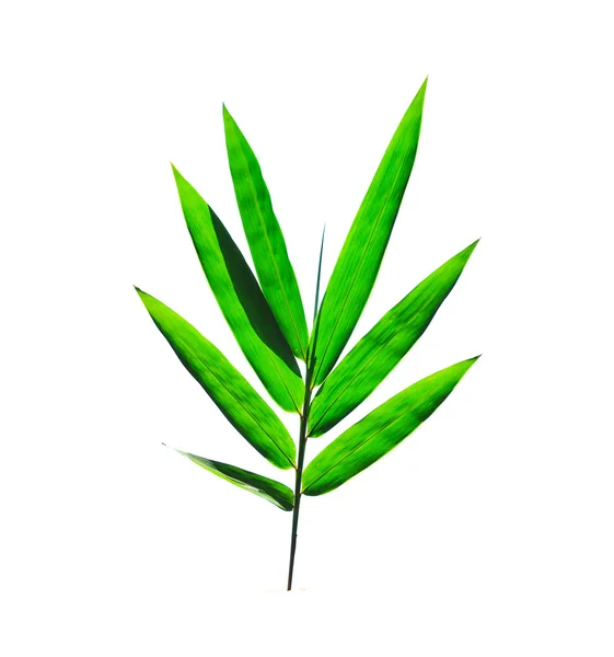 Bambu blad isolerad på vit bakgrund — Stockfoto