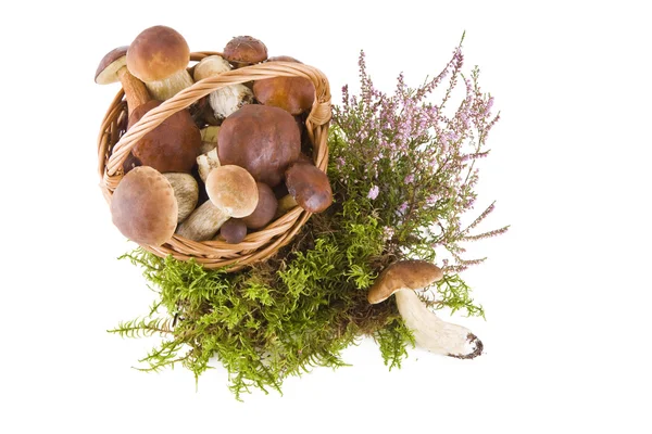 Mushrooms in the basket — Stock Photo, Image